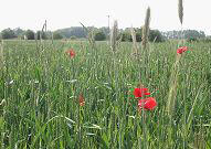 Tagung „Naturschutz im landwirtschaftlichen Betriebsmanagement - Anforderungen und Perspektiven“ 