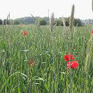 Tagung „Naturschutz im landwirtschaftlichen Betriebsmanagement - Anforderungen und Perspektiven“ 