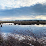 Recker Moor © Kerstin Heemann/DBU