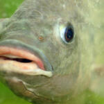 Tilapia 