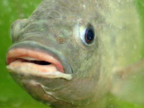 Tilapia 