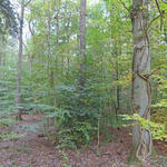 DBU-Naturerbefläche Lübberstedt, Wald © Bundesforstbetrieb Niedersachsen