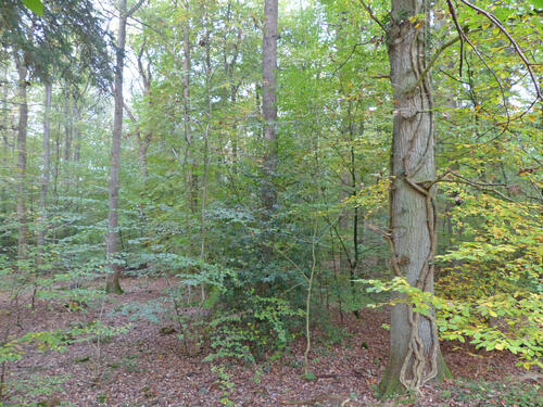 DBU-Naturerbefläche Lübberstedt, Wald &copy; Bundesforstbetrieb Niedersachsen