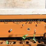 BeeCheck Frühwarnsystem © JKI