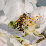Honigbiene © Herwig Winter/piclease