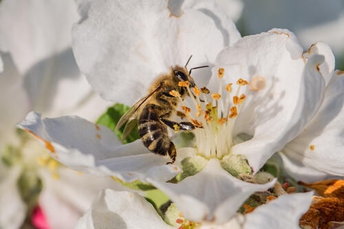 Honigbiene © Herwig Winter/piclease