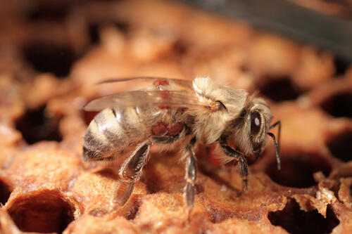 Milbenbefall bei einer Biene © Dr. Bettina Ziegelmann