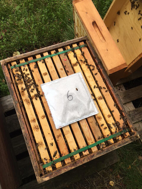 Bee-Pad © Nina Häcker