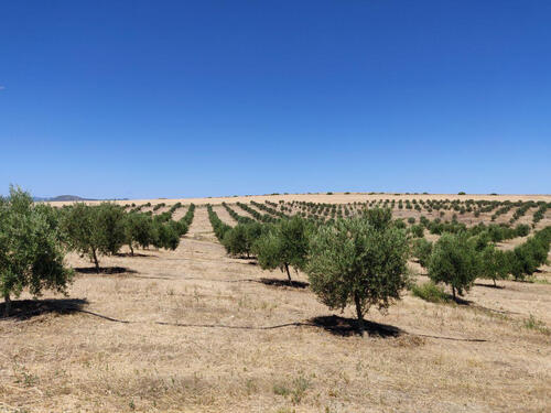 Olivenplantage Zypern, SmartCloudFarming, AZ 35500-23 © Michele Bandecchi