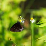 Inhaltlich konzentriert sich das Vorhaben vorrangig auf das Thema Biodiversität. © Canva / GerratMemmi