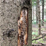 Baumrinde einer Fichte © Bundesforstbetrieb Reußenberg