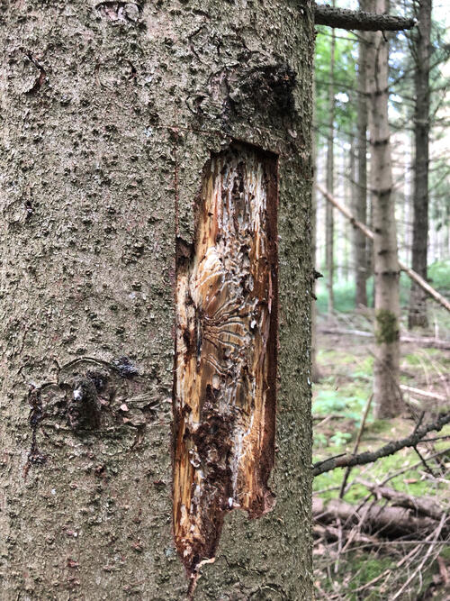 Baumrinde einer Fichte © Bundesforstbetrieb Reußenberg