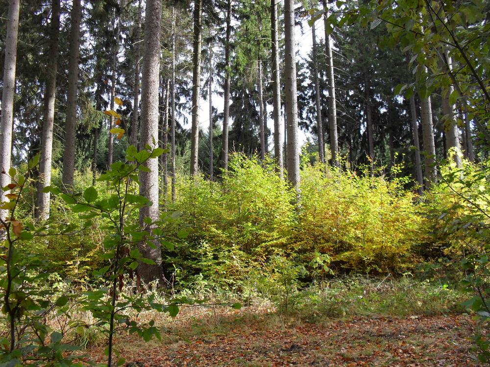Fichtenforst mit Buchenjungwuchs 
