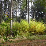 Fichtenforst mit Buchenjungwuchs 
