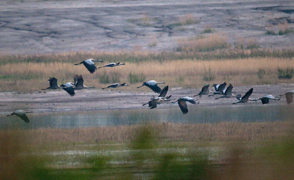 Kraniche/Grünhaus &copy; Leo/fokus-natur.de