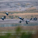 Kraniche/Grünhaus &copy; Leo/fokus-natur.de