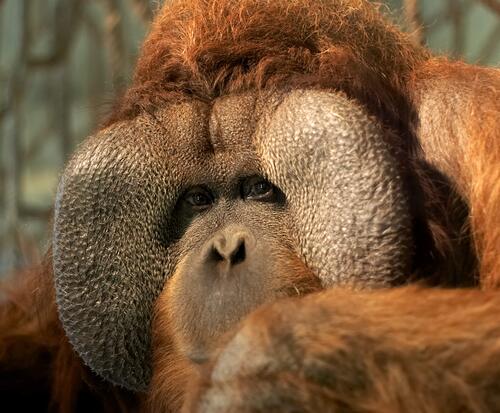 Orang-Utan Buschi &copy; Zoo Osnabrück/Stephan Schute