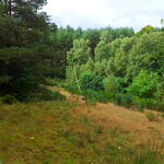 Kaarzer Holz © H.O. Denstorf