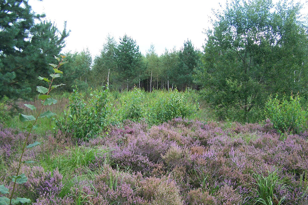 Hartmannsdorfer Forst © DBU Naturerbe GmbH