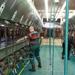 Melkstand von einem der 18 Leuchtturmbetrieben © Landesanstalt für Entwicklung der Landwirtschaft und der ländlichen Räume (LEL)