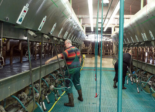 Melkstand von einem der 18 Leuchtturmbetrieben © Landesanstalt für Entwicklung der Landwirtschaft und der ländlichen Räume (LEL)