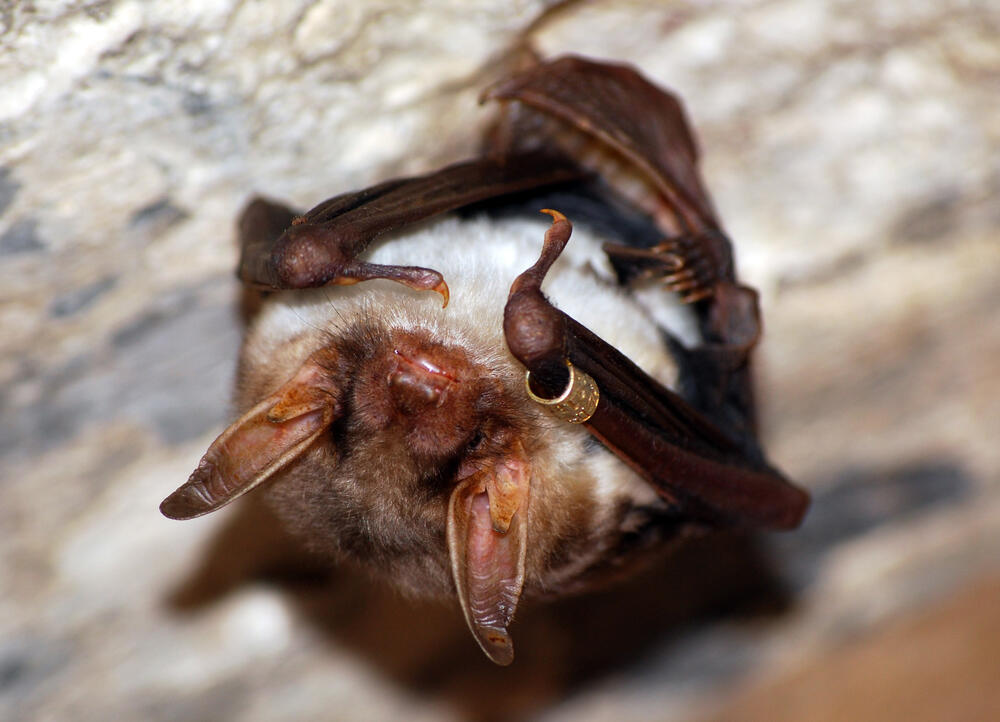 Großes Mausohr  © Fachgruppe Fledermausschutz NABU Kreisverband Greifswald/Anne Petzold