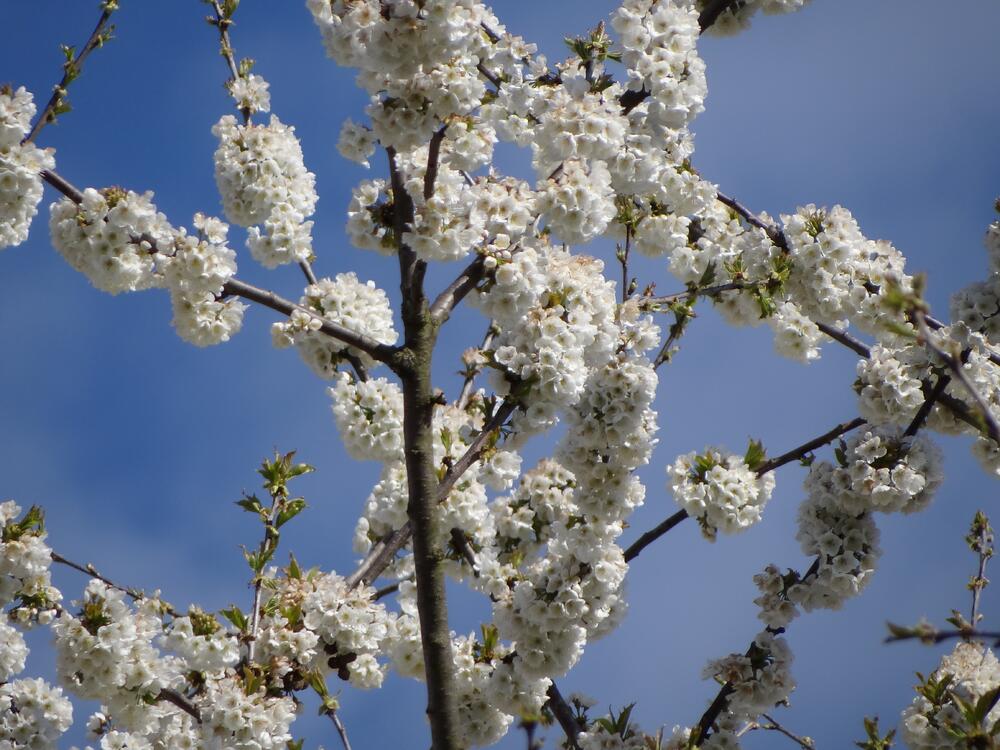 Kirschblüten © piclease/August Falkner 