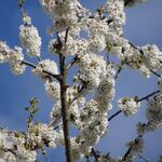 Kirschblüten © piclease/August Falkner 