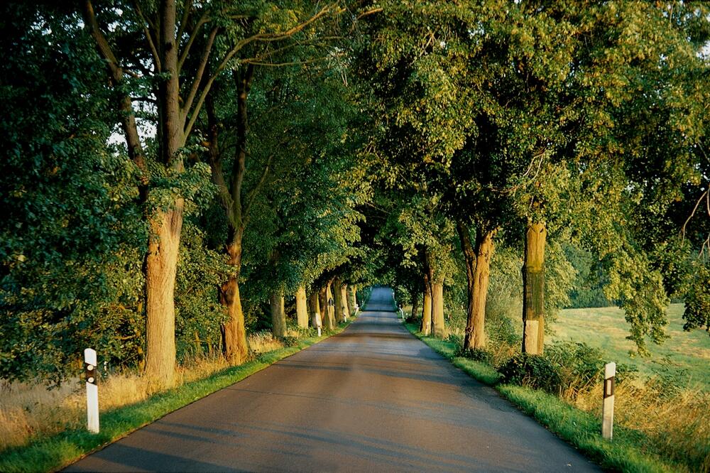 Allee in Deutschland 