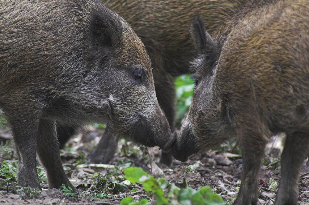 Wildschweine © Andreas Lettow/piclease