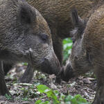 Wildschweine © Andreas Lettow/piclease