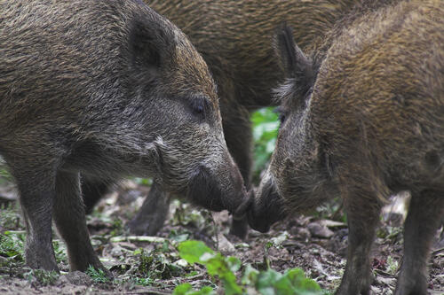 Wildschweine © Andreas Lettow/piclease