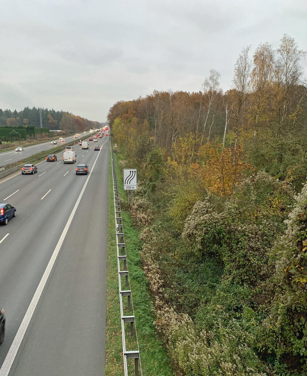 Holzfällarbeiten DBU-Naturerbefläche Wahner Heide © Timo Ertelt/Bundesforst