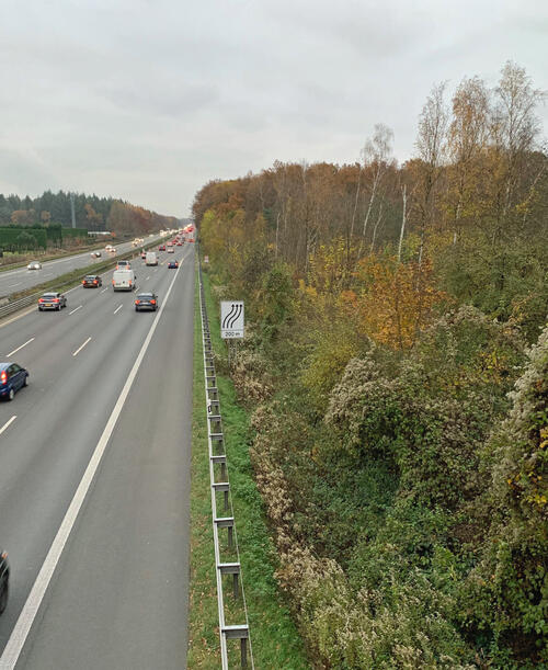 Holzfällarbeiten DBU-Naturerbefläche Wahner Heide © Timo Ertelt/Bundesforst