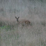 Rehwild © Egbert Brunn/ Bundesforst