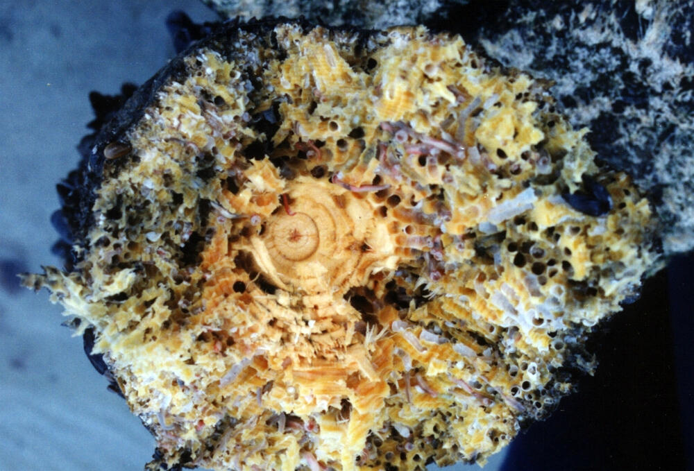 Pfahlbohrmuschel Teredo navalis &copy; Universität Rostock