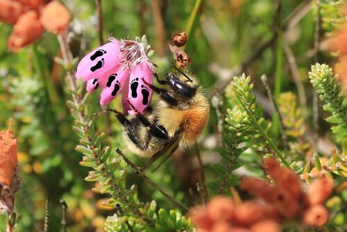 Mooshummel mit Fußabdrücken © Christopher Bause (DBU)