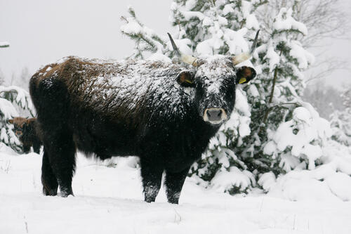 Heckrinder Oranienbaumer Heide, DBU Naturerbe © Claudia Walter