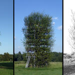 Ludwig Baubotanik &copy; Ferdinand Ludwig