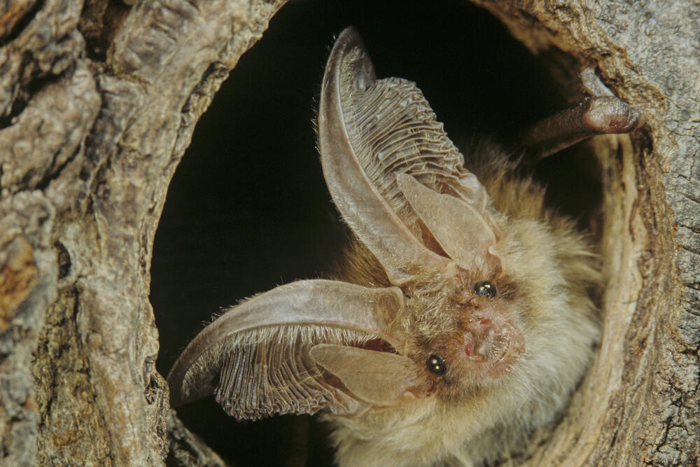Bat © Thomas Stephan
