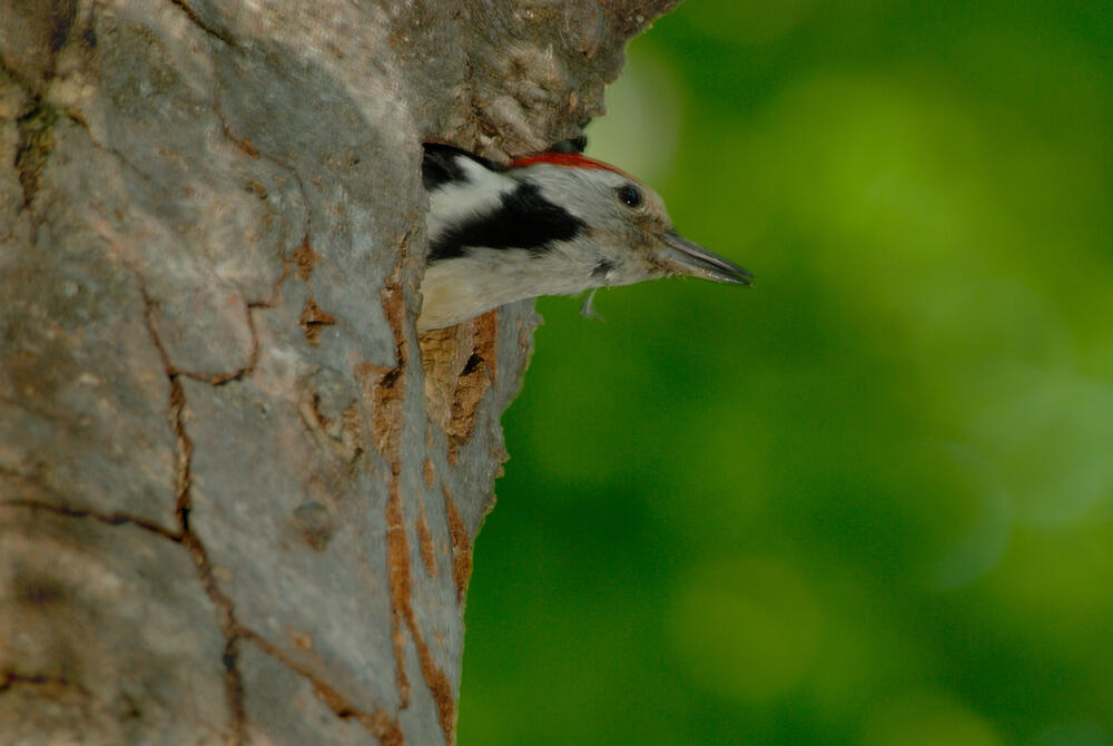woodpecker © Thomas Stephan