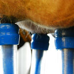 Die Milch von Kühen, die mit Antibiotika behandelt werden, darf nicht in die Lieferkette gelangen und wird vernichtet, was dem Landwirt einen wirtschaftlichen Schaden verursacht. Sollte sich ein marktfähiges Alternativ-Präparat aus Milchsäurebakterie &copy; Kristin Goebel/piclease