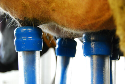 Die Milch von Kühen, die mit Antibiotika behandelt werden, darf nicht in die Lieferkette gelangen und wird vernichtet, was dem Landwirt einen wirtschaftlichen Schaden verursacht. Sollte sich ein marktfähiges Alternativ-Präparat aus Milchsäurebakterie © Kristin Goebel/piclease