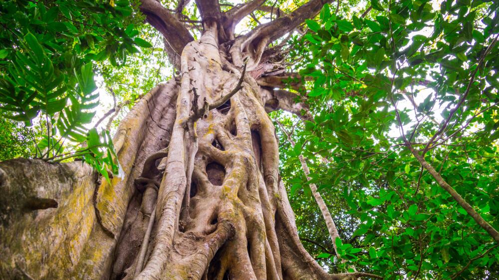 Urwaldbaum, Wälder schützen © Canva, julianpetersphotography von Getty Images Pro