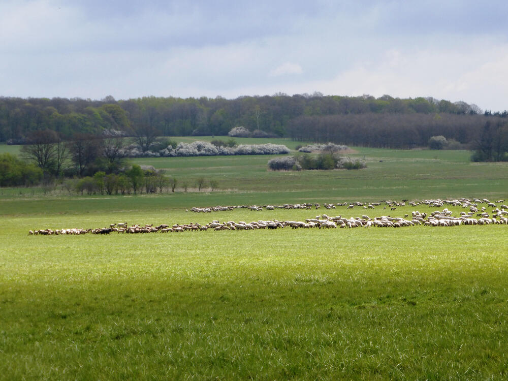 NEP Wohlder Wiesen © Sabrina Brumme/DBU Naturerbe