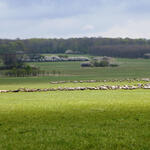 NEP Wohlder Wiesen © Sabrina Brumme/DBU Naturerbe