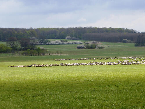 NEP Wohlder Wiesen © Sabrina Brumme/DBU Naturerbe