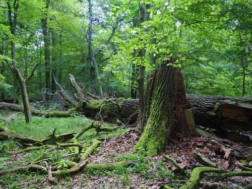 Beienroder Holz © Werner Wahmhoff