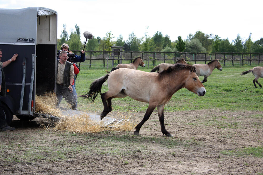 Naturlandschaft Döberitzer Heide 