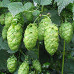 Hopfen 